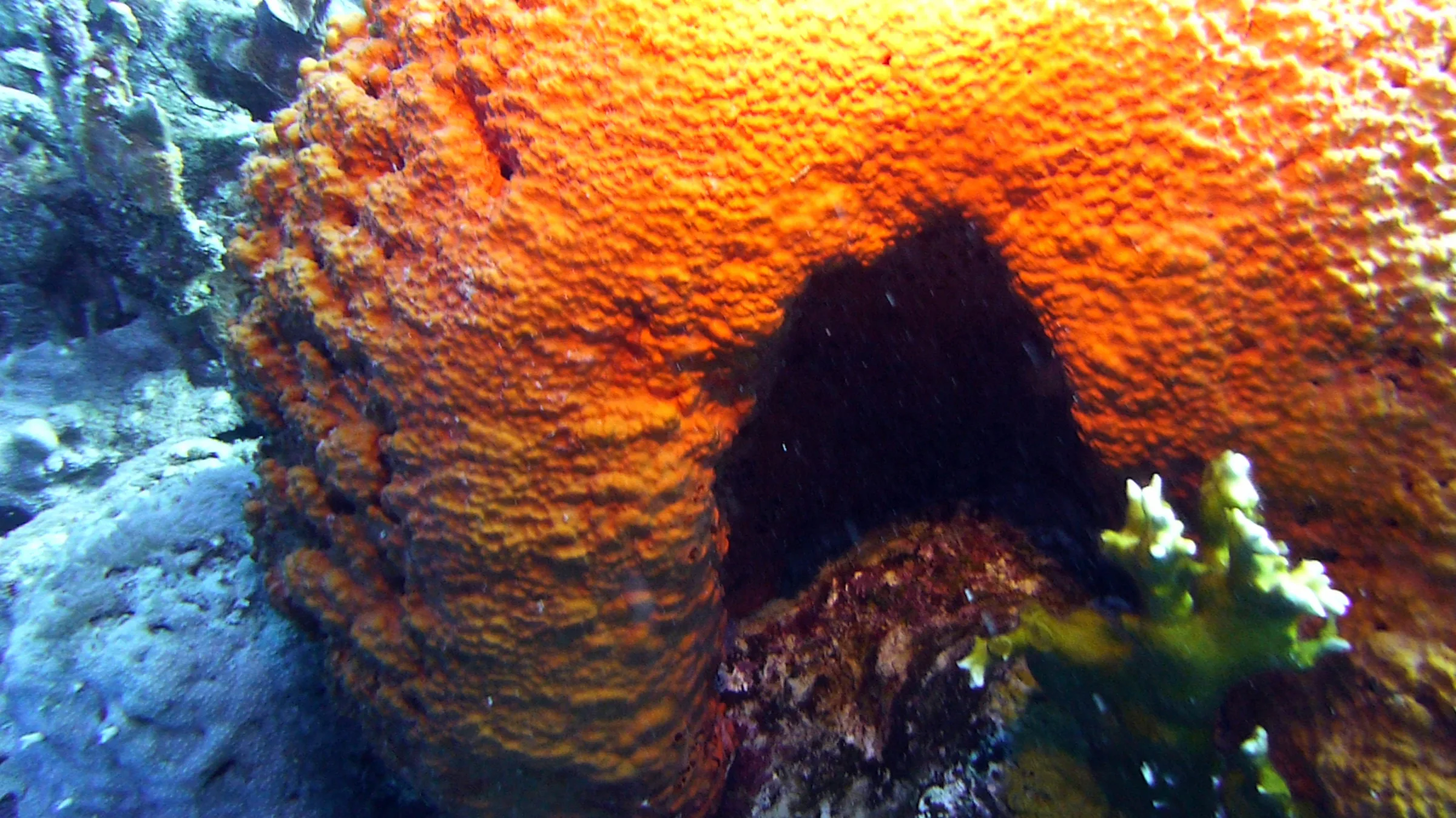 Bonaire underwater photograph, 2013