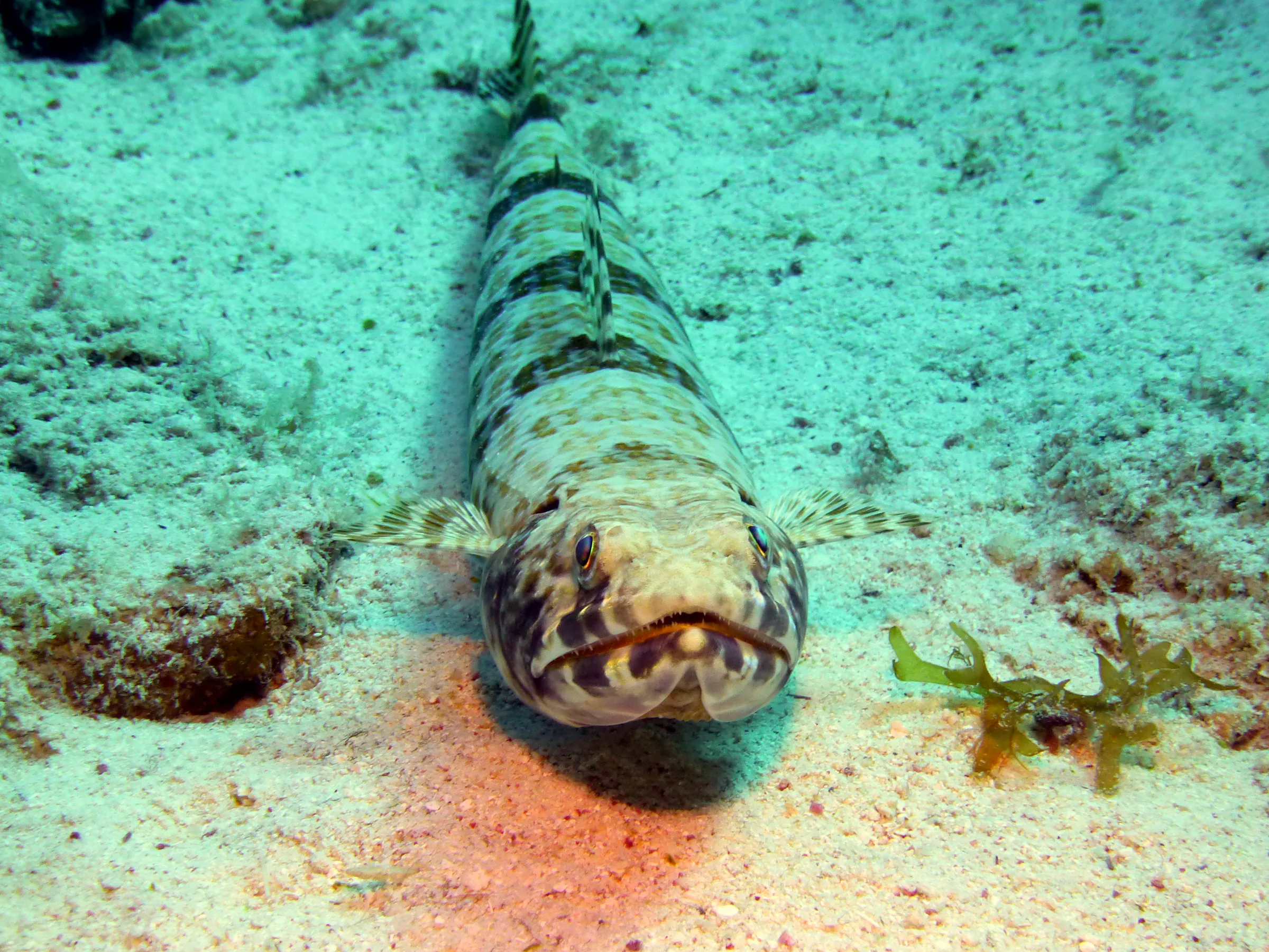 Lizardfish, Bonaire, 2013