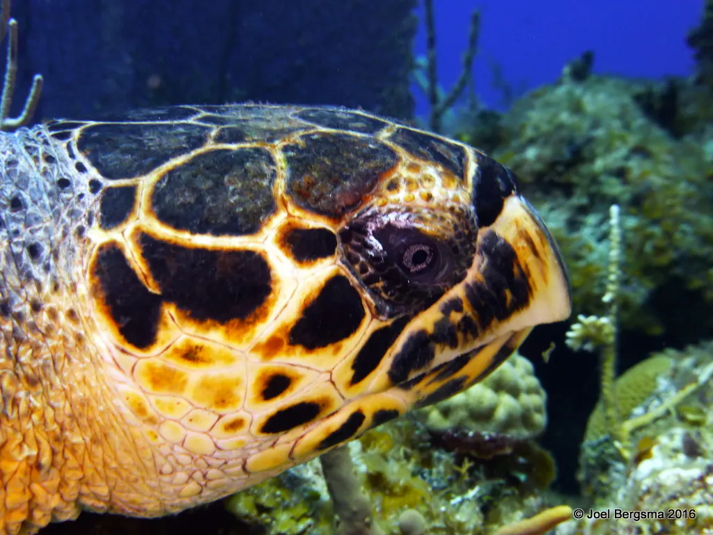 Cayman Islands underwater photograph, 2016