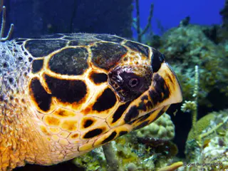 Underwater photograph by Joel Bergsma