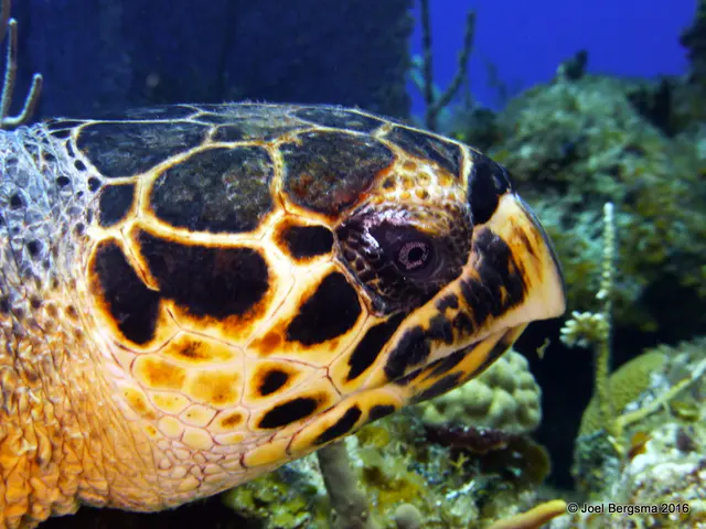 Underwater photograph by Joel Bergsma