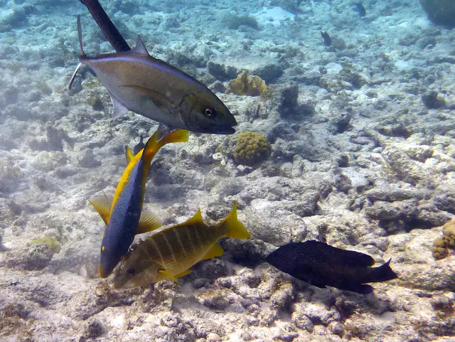 Underwater photograph by Joel Bergsma