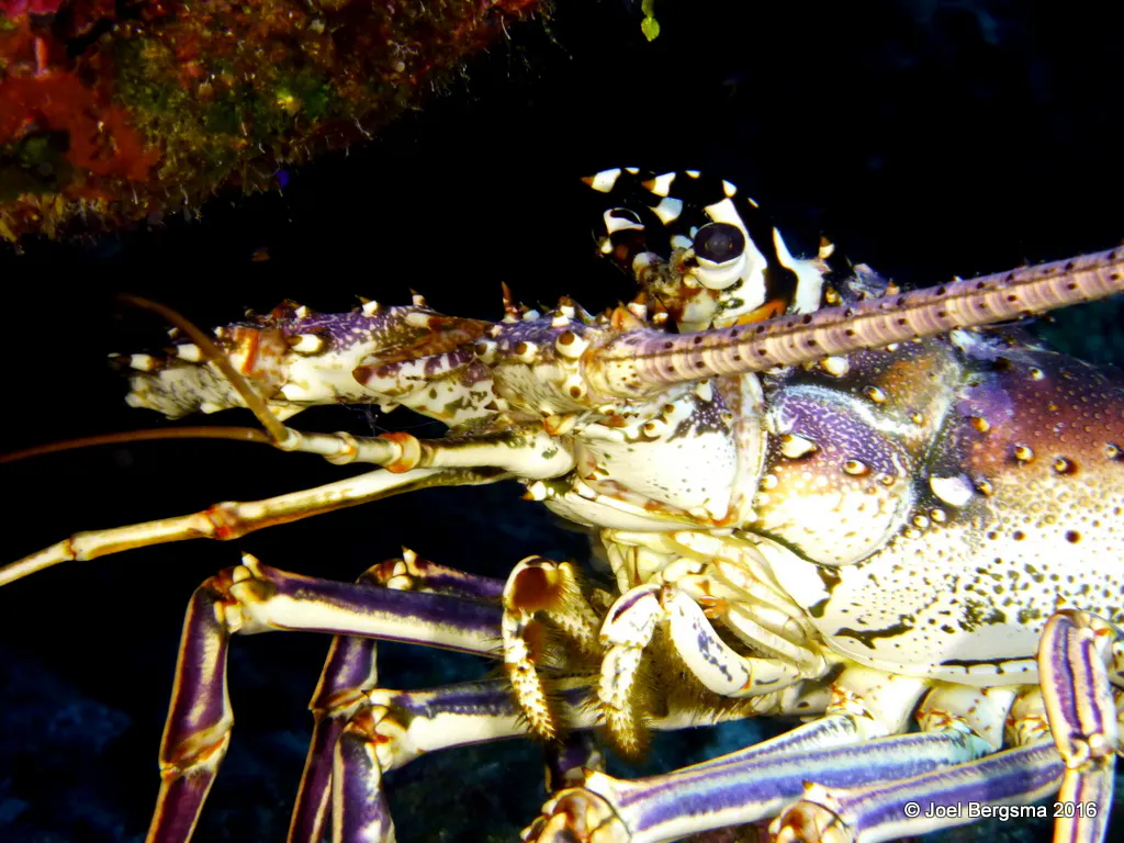 Spiny Lobster, Cayman Islands, 2016