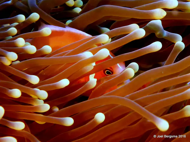 Underwater photograph by Joel Bergsma