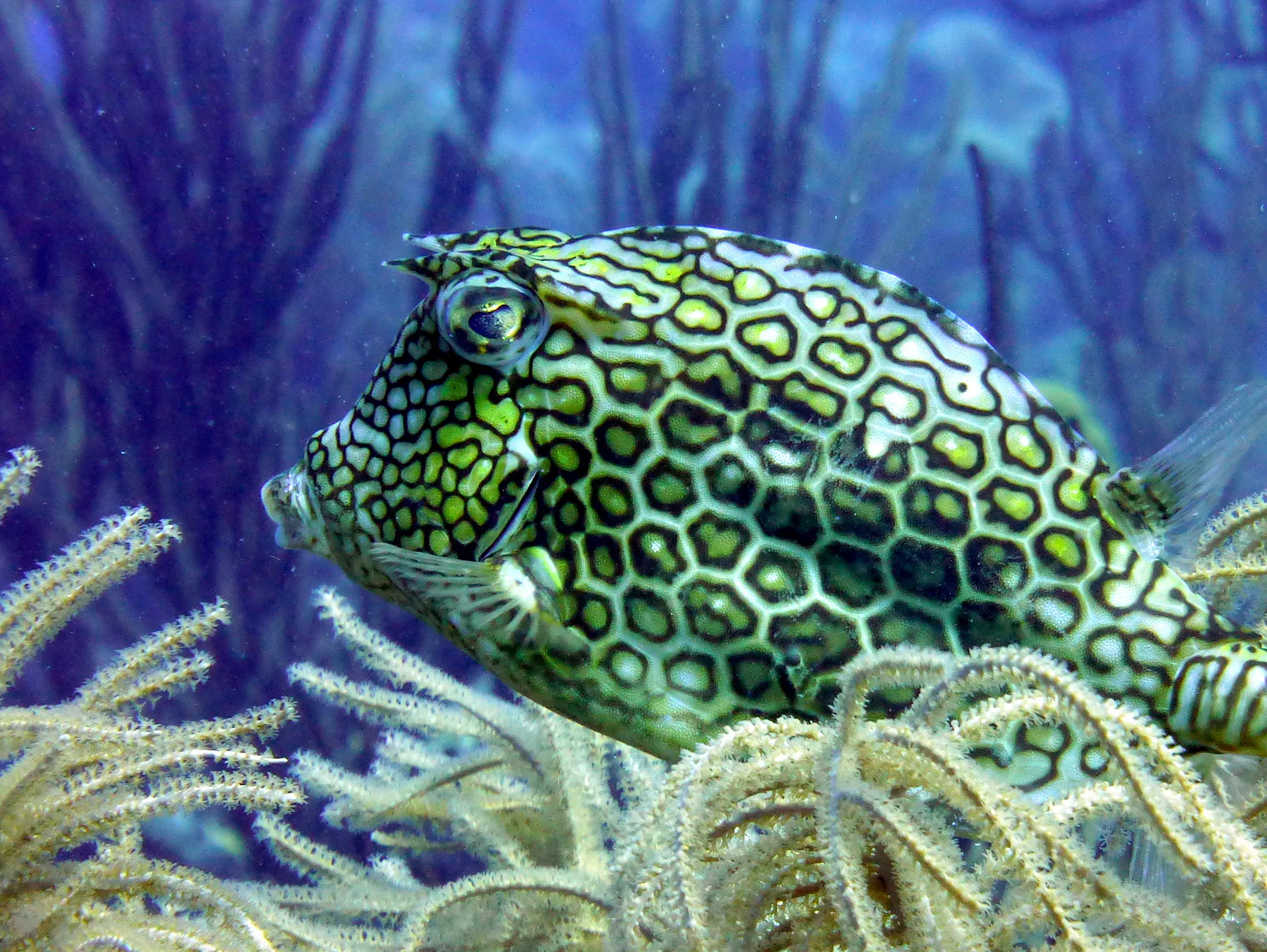 Honeycomb Cowfish, Bonaire, 2013