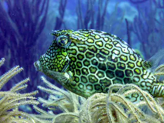 Underwater photograph by Joel Bergsma