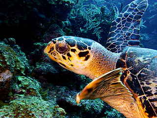 Underwater photograph by Joel Bergsma