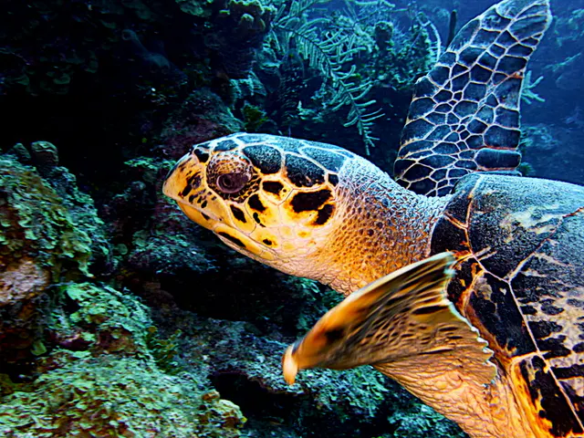 Underwater photograph by Joel Bergsma