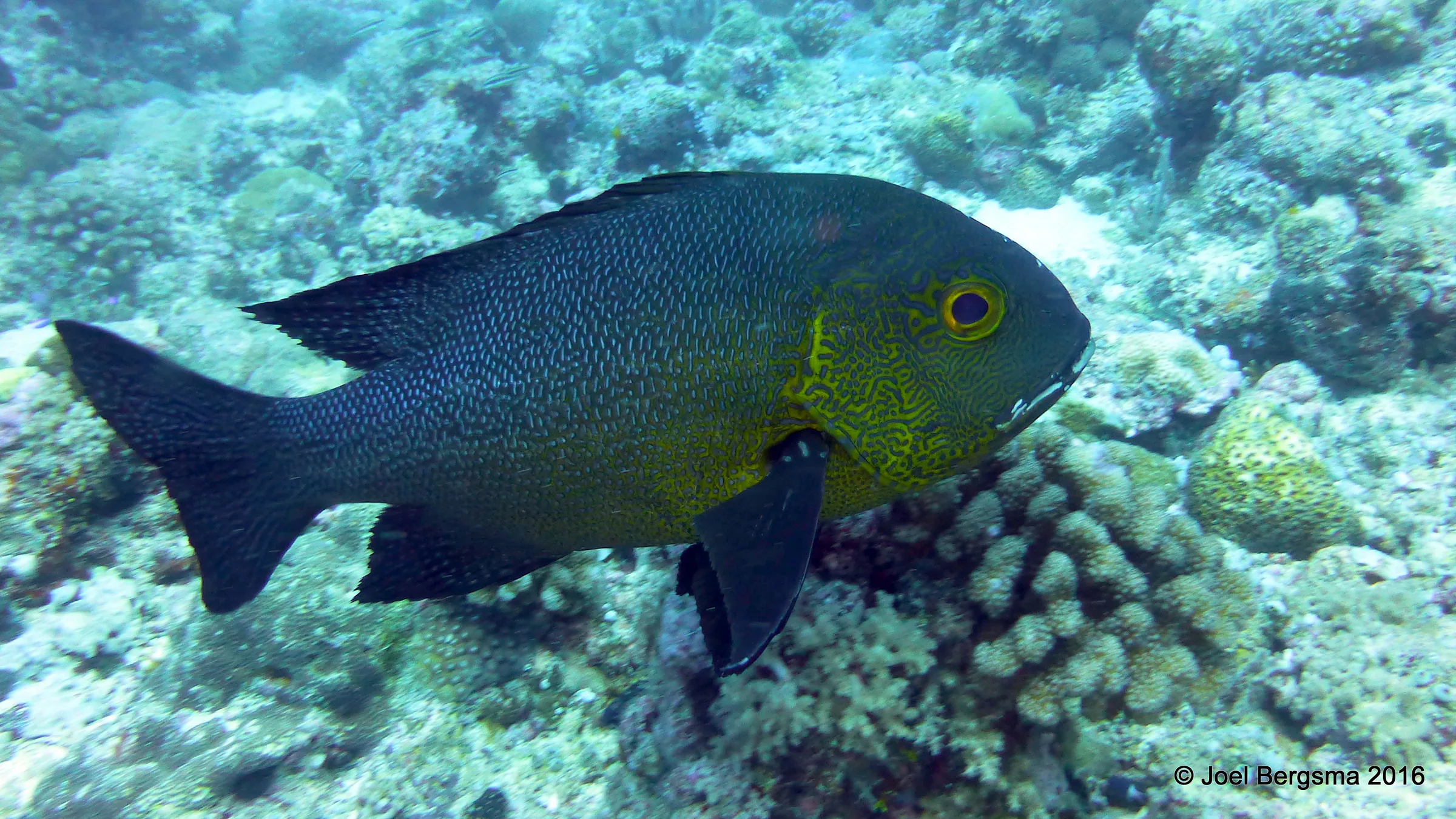 Palau underwater photograph, 2016