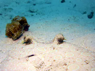 Underwater photograph by Joel Bergsma