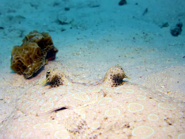 Underwater photograph by Joel Bergsma