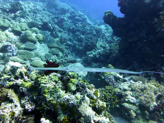 Cornetfish. See Paul Humann, et al, Reef Creature Identification - Tropical Pacific (2010) at page 401.