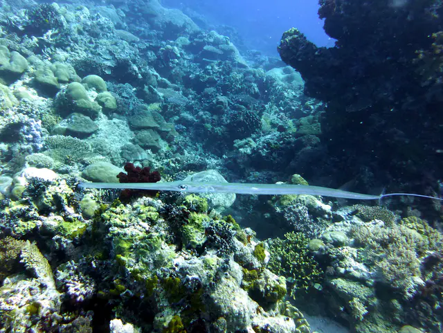 Cornetfish. See Paul Humann, et al, Reef Creature Identification - Tropical Pacific (2010) at page 401.