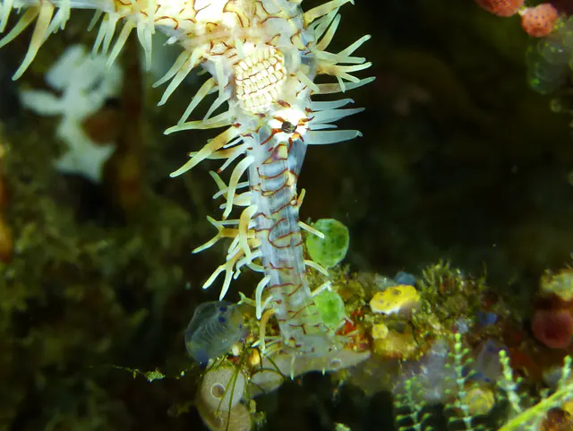 Ornate Ghost Pipefish.  Gerald Allen, et al, Reef Fish Identification - Tropical Pacific (2003), page 423.