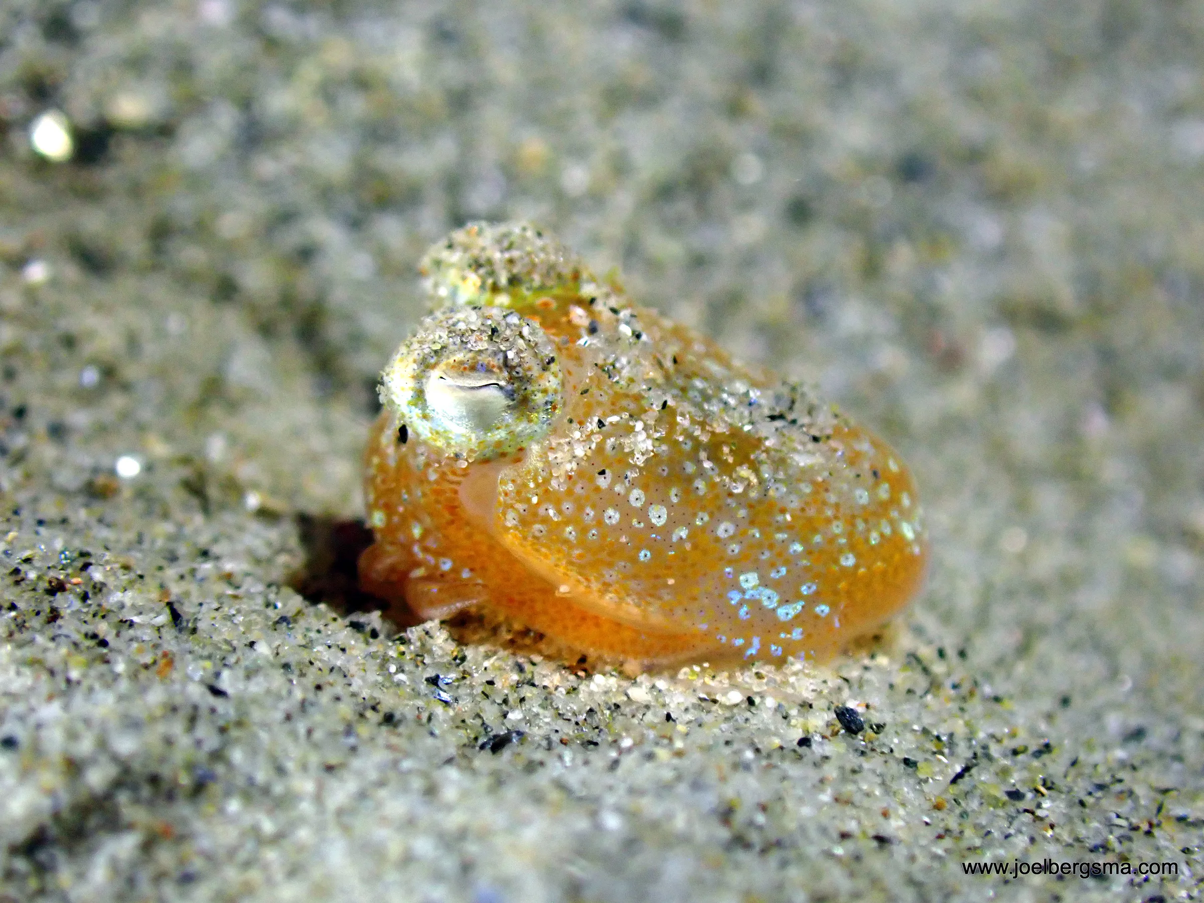 Philippines underwater photograph, 2022