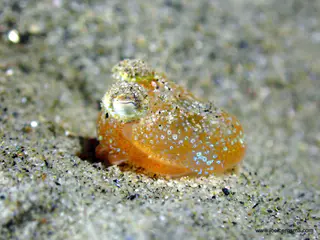 Underwater photograph by Joel Bergsma
