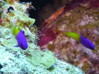 Underwater photograph by Joel Bergsma