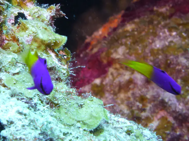 Underwater photograph by Joel Bergsma