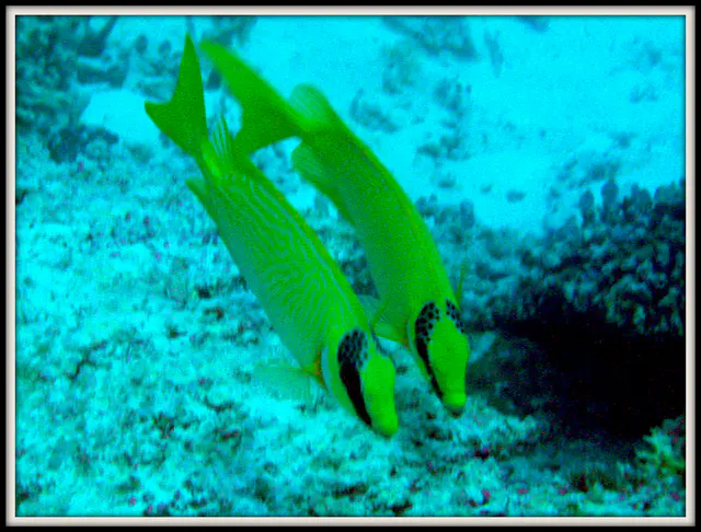 Masked Rabbitfish.