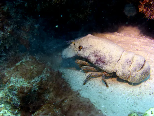 Underwater photograph by Joel Bergsma