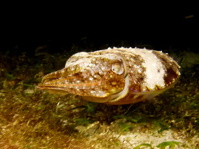 Underwater photograph by Joel Bergsma