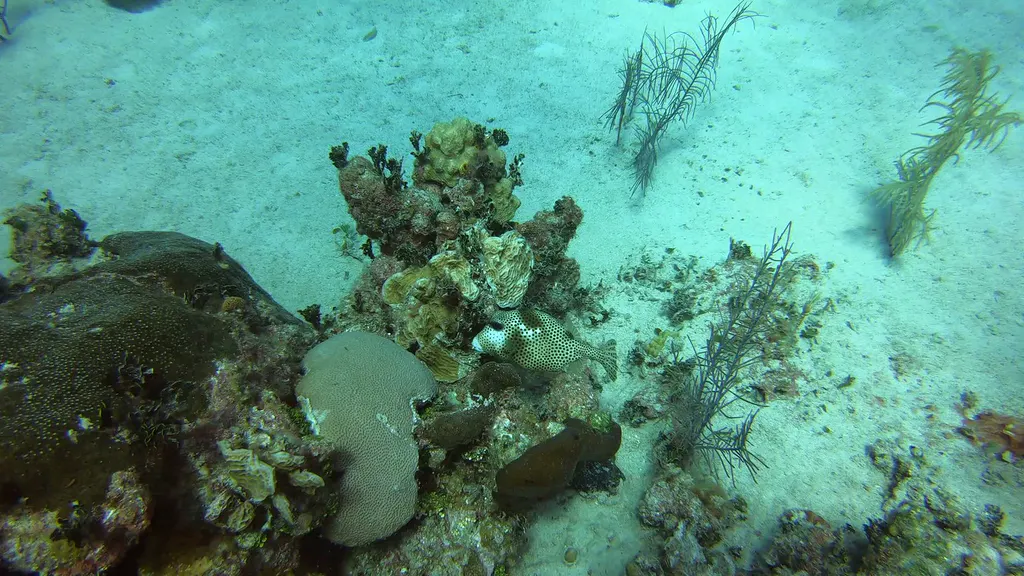Smooth Trunkfish