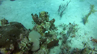 Smooth Trunkfish