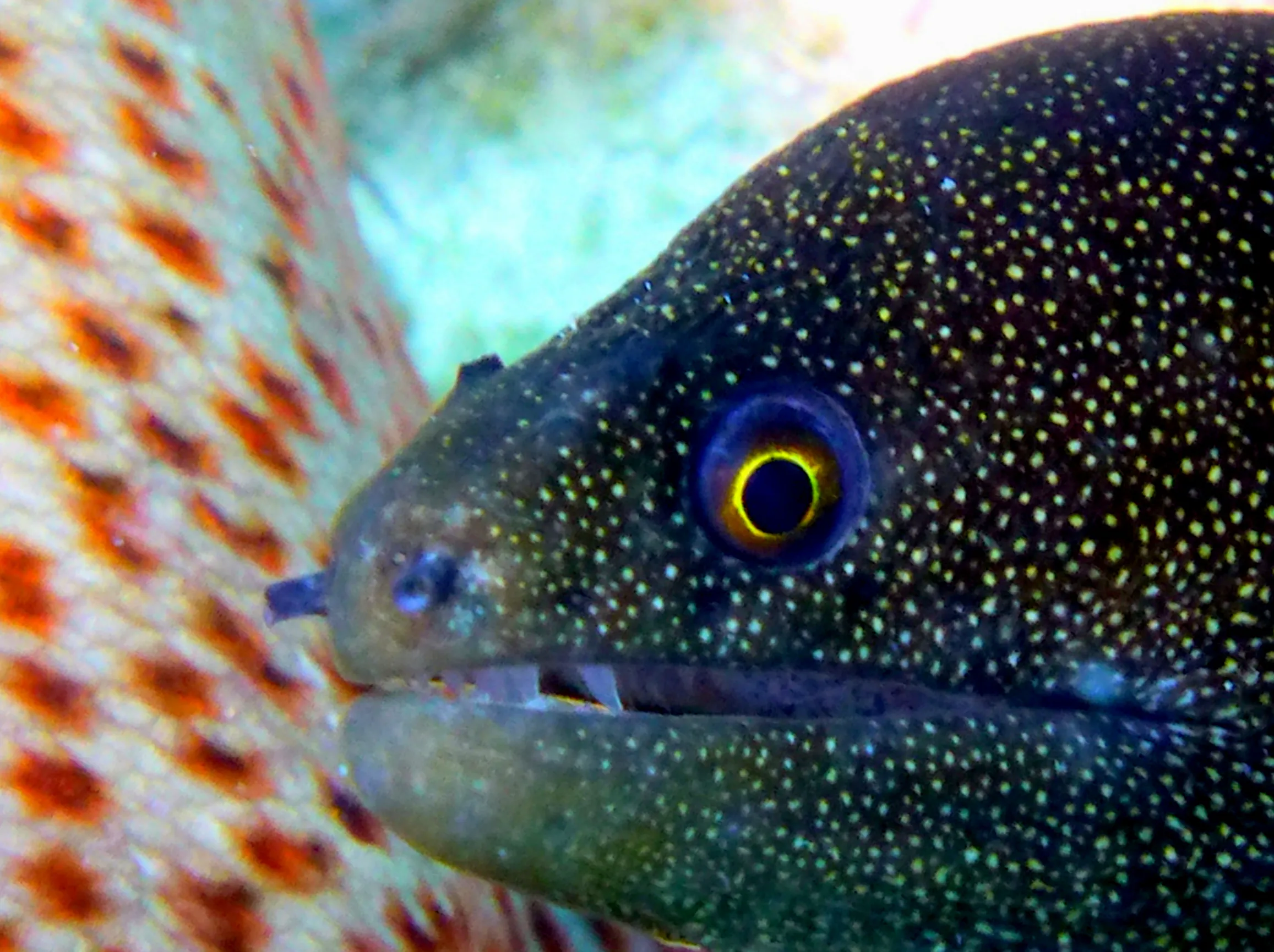 Goldentail Moray Eel, Bonaire, 2013