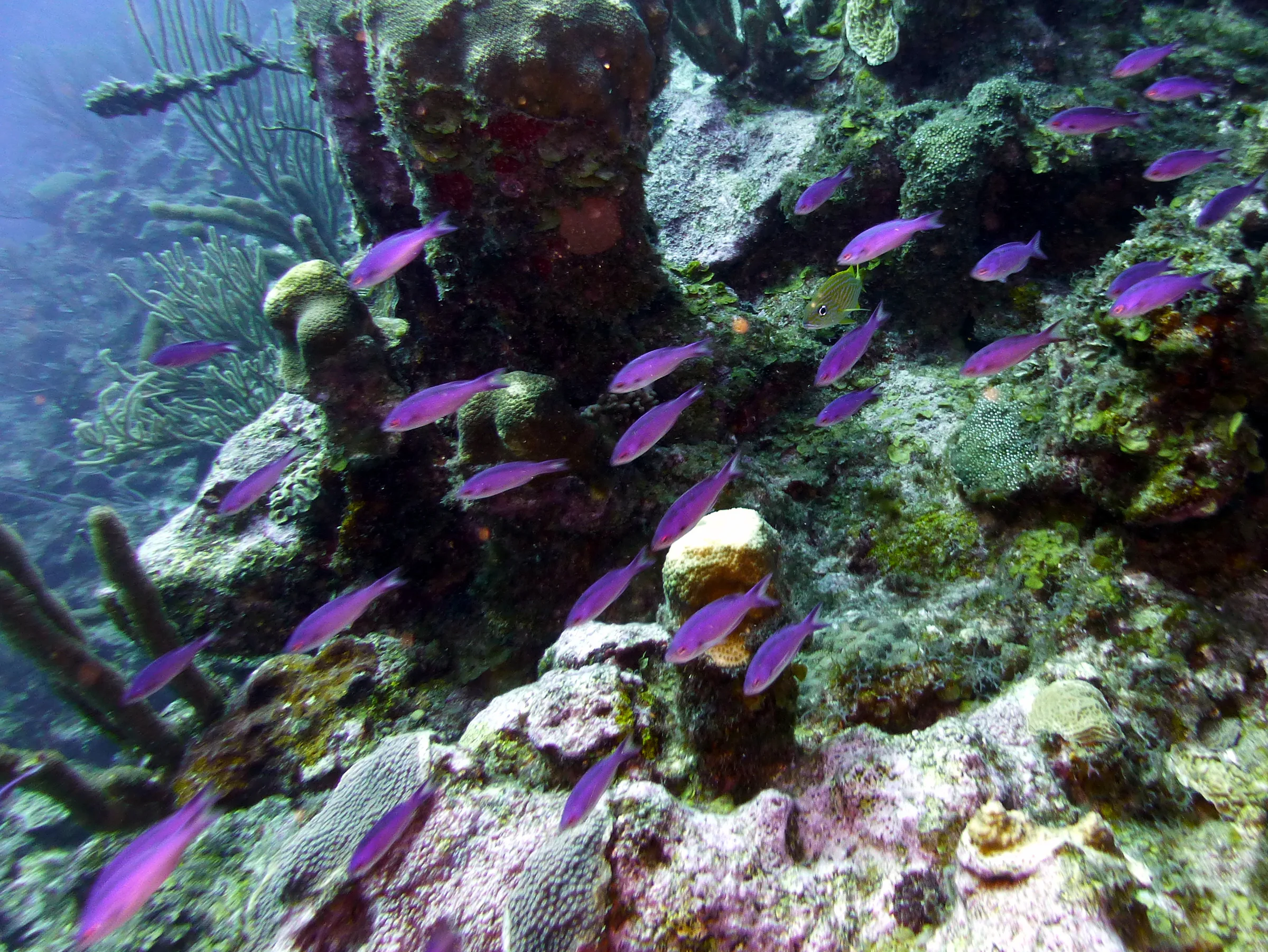 Belize underwater photograph, 2017