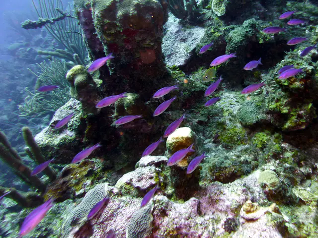 Underwater photograph by Joel Bergsma
