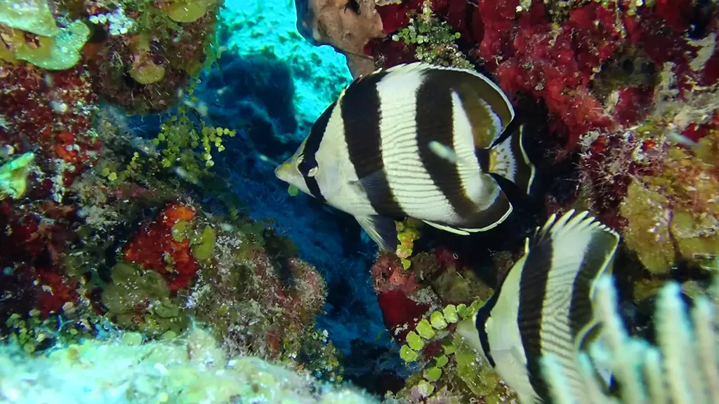 Banded Butterflyfish