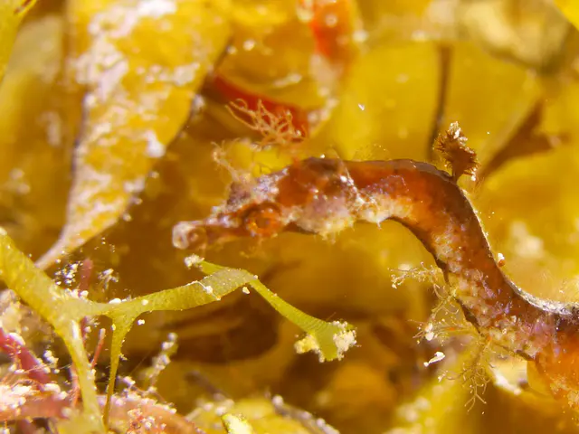 Underwater photograph by Joel Bergsma