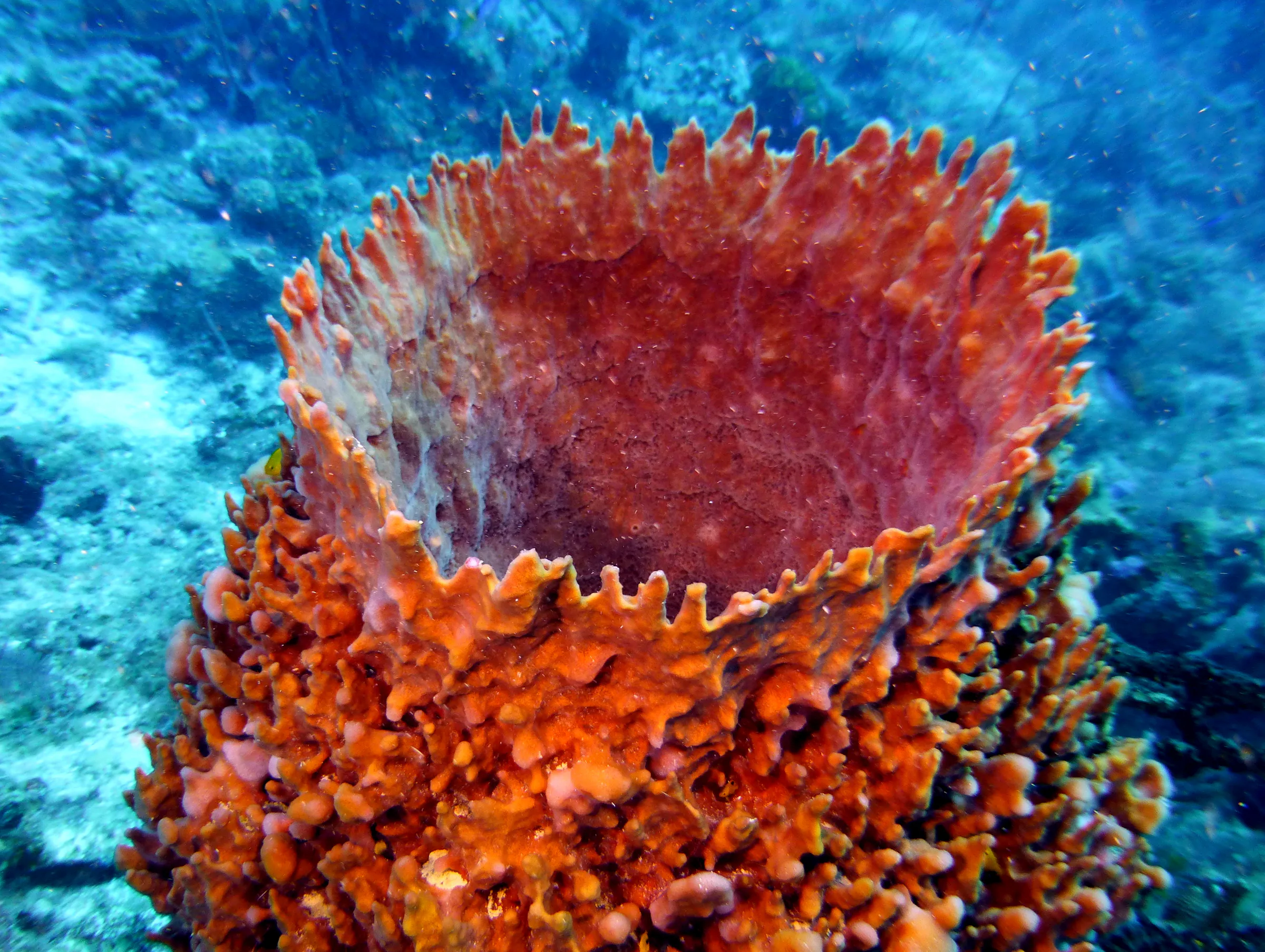 Barrel Sponge, Belize, 2017