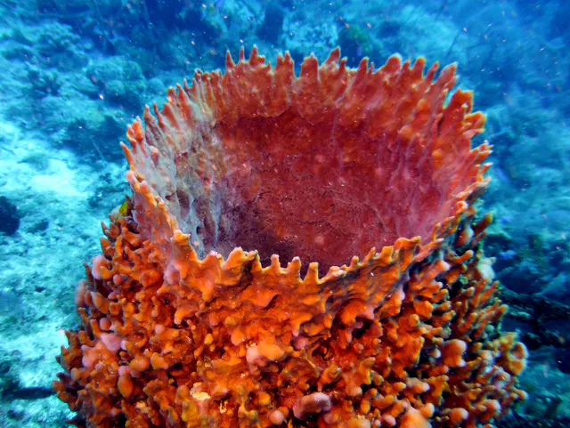 Underwater photograph by Joel Bergsma