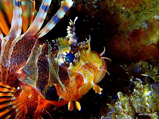 Underwater photograph by Joel Bergsma
