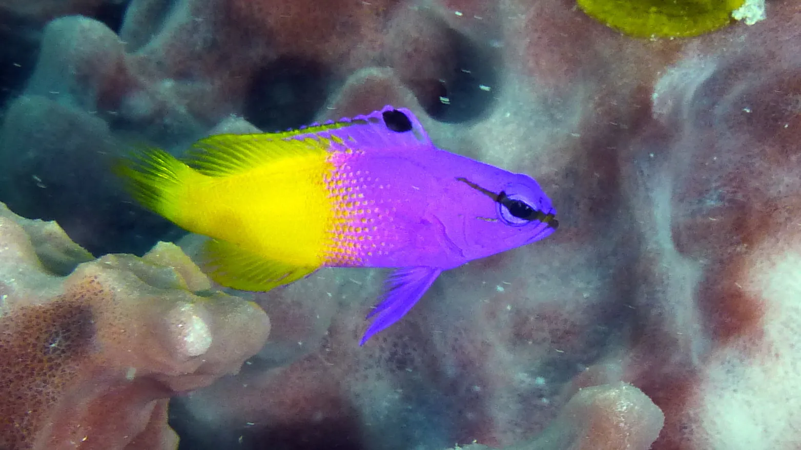 Fairy Basslet, Belize, 2017