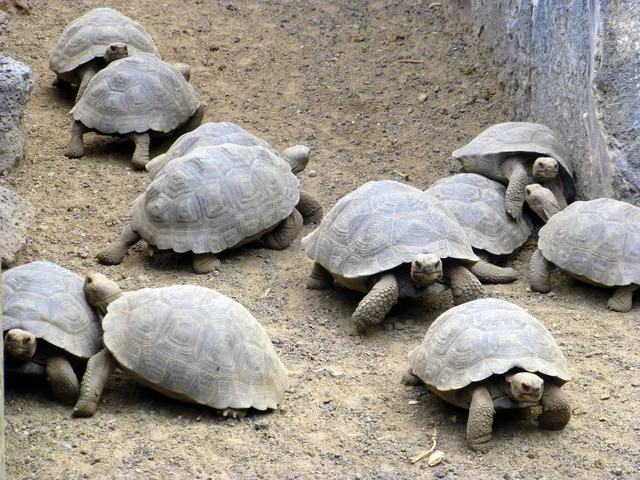 Juvenile Giant Tortoises bumping into & climbing over one another.