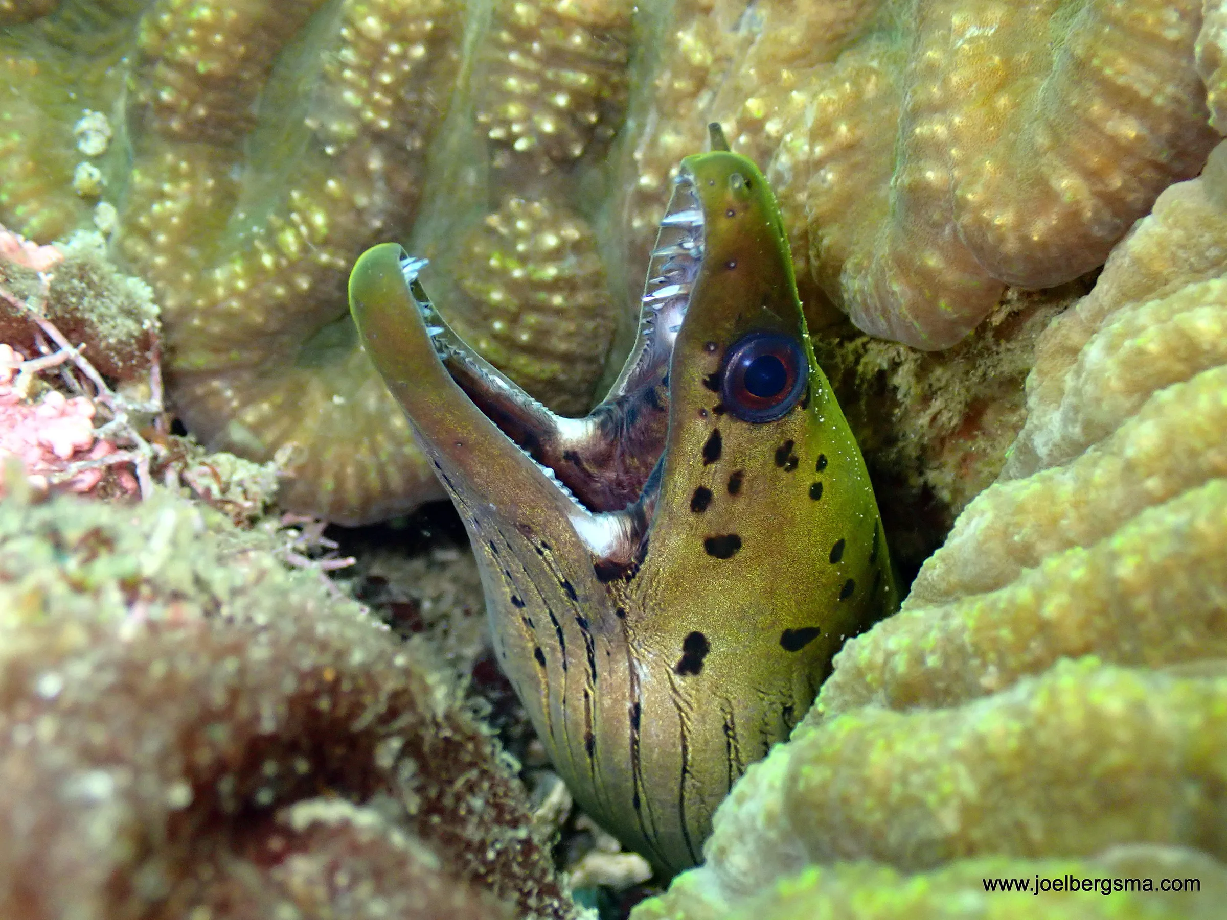 Philippines underwater photograph, 2022