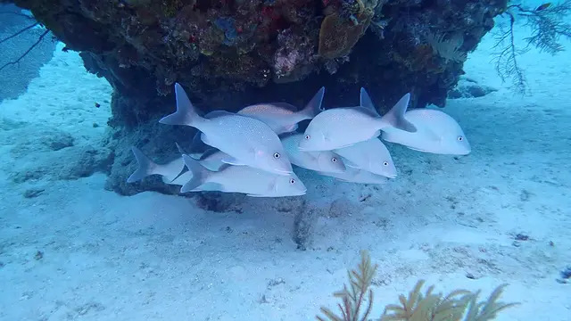 Underwater photograph by Joel Bergsma