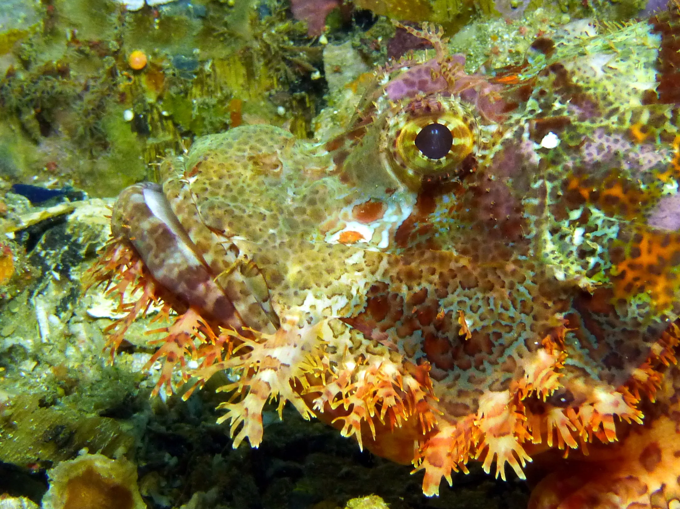 Scorpionfish, Philippines, 2014