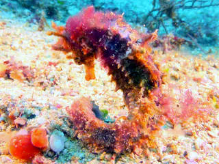 Underwater photograph by Joel Bergsma