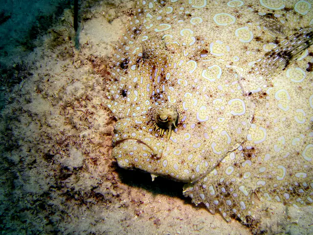 Underwater photograph by Joel Bergsma