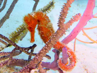 Underwater photograph by Joel Bergsma