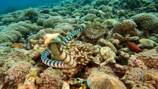 Underwater photograph by Joel Bergsma
