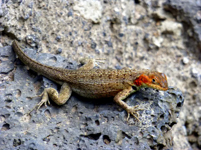 Female Lava Lizard