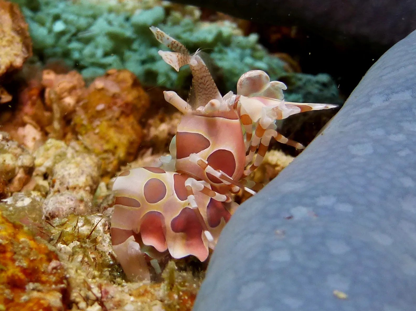 Harlequin Shrimp, Philippines, 2014