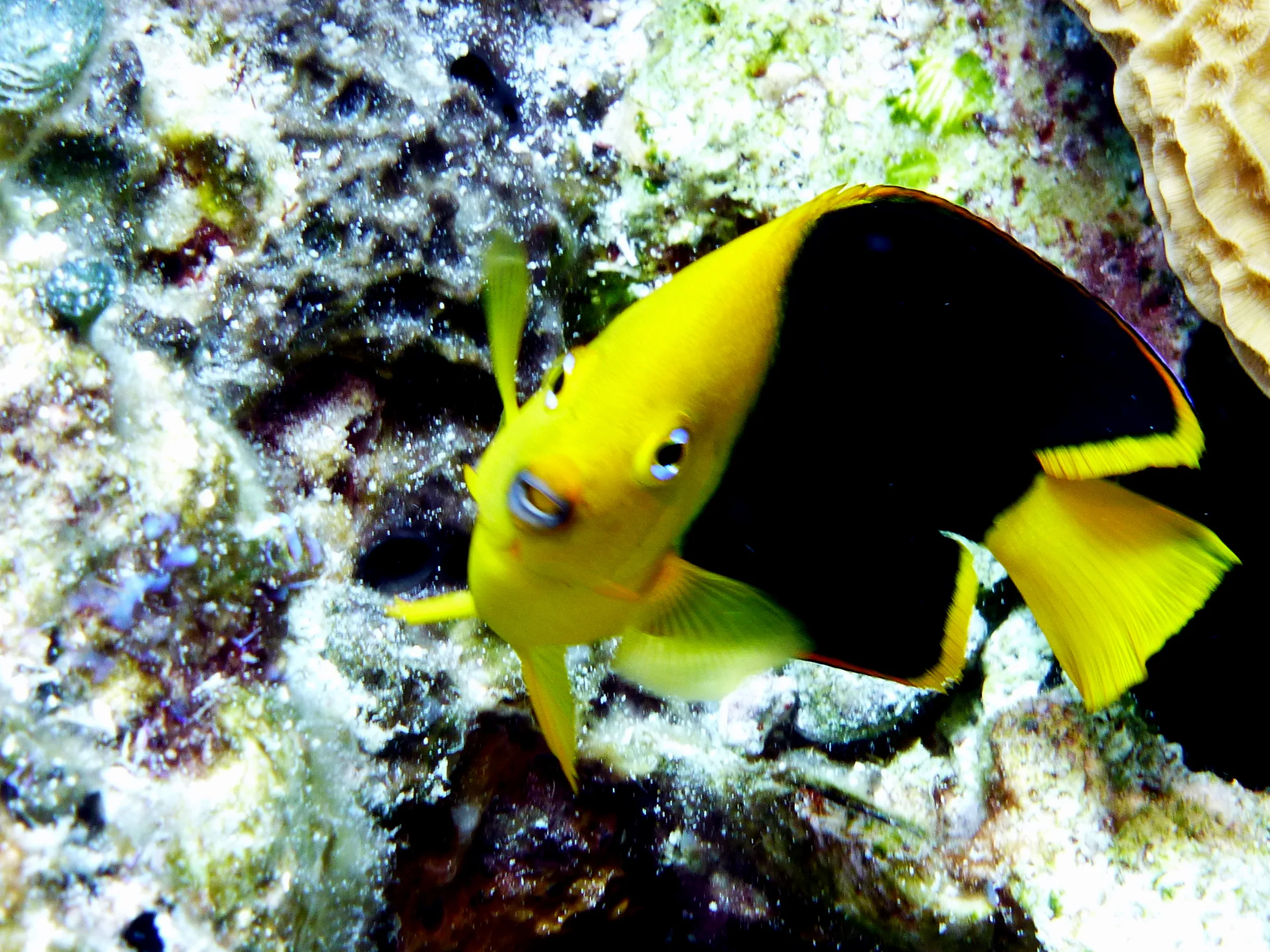 Angelfish, Cozumel, 2013