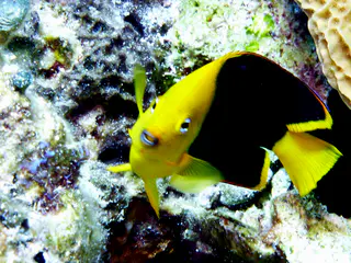 Underwater photograph by Joel Bergsma
