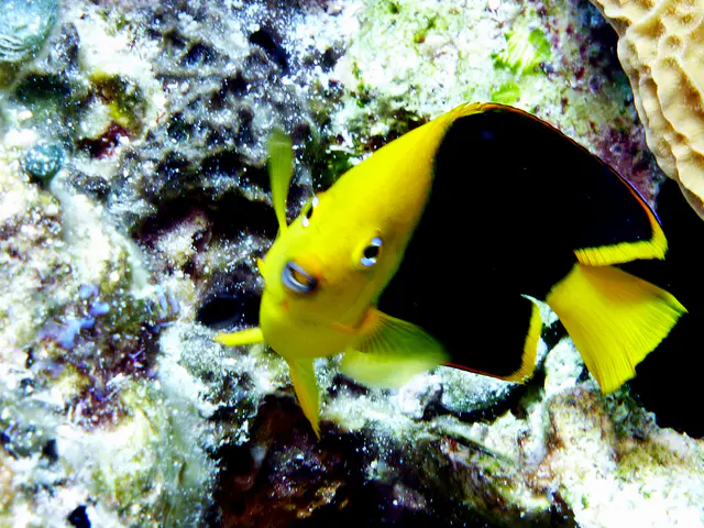 Underwater photograph by Joel Bergsma