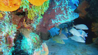 Underwater photograph by Joel Bergsma